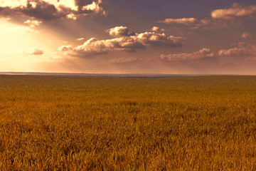 Green field at sunset sky. Spring landscape.