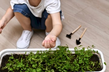 Hand of a child with unsprouted cilantro seed.