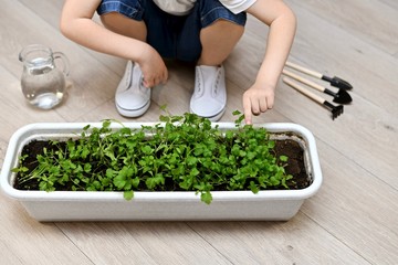 The hand of a child points to cilantro green in a garden flowerpots.