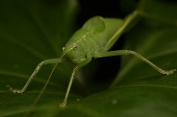 green grasshopper on a leaf