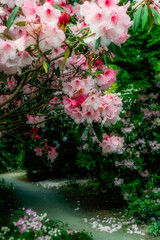 Beautiful Garden with blooming trees during spring time, Wales, UK