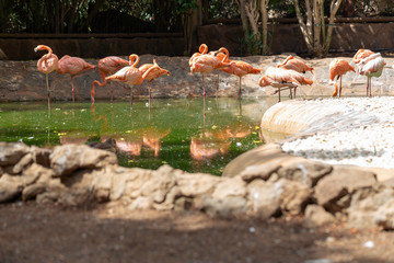 flamingos resting on artificial lake
