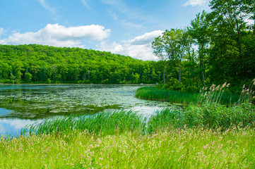 Landscape lake. Beautiful wild nature, forest. Lake with mirror reflections on sunny day.
