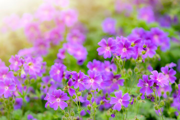 Campanula spring flowers as background