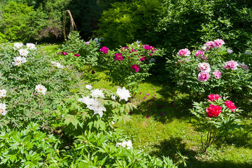 Flowering colorful tree peonies.