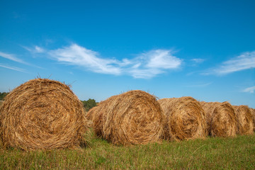 Hayfield. Hay harvesting Sunny autumn landscape. rolls of fresh dry hay in the fields. tractor collects mown grass. fields of yellow mown grass against a blue sky.