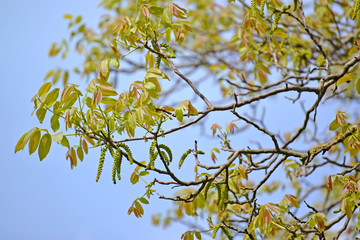 Branches with young leaves and earrings of walnut (Juglans regia)