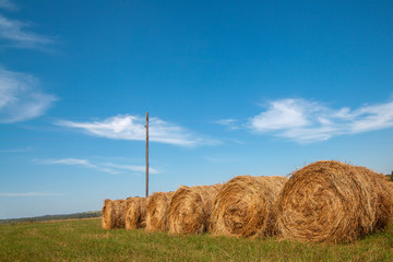 Hayfield. Hay harvesting Sunny autumn landscape. rolls of fresh dry hay in the fields. tractor collects mown grass. fields of yellow mown grass against a blue sky.