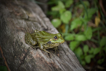 Frog on a rock - took thus photo after my wedding