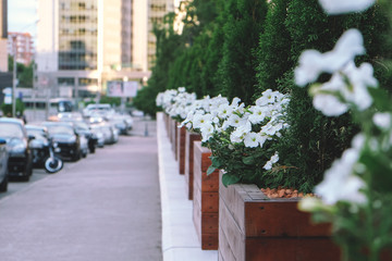 Street landscaping of city streets, plants and flowers