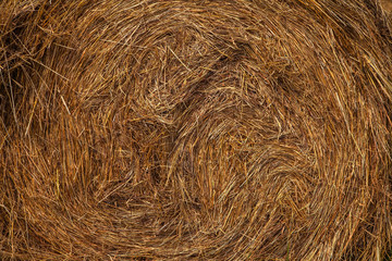 Hayfield. Hay harvesting Sunny autumn landscape. rolls of fresh dry hay in the fields. tractor collects mown grass. fields of yellow mown grass against a blue sky.