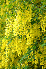 Obraz premium Background from flowers of a golden shower (Laburnum anagyroides Medik.)