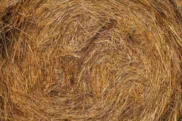 Hayfield. Hay harvesting Sunny autumn landscape. rolls of fresh dry hay in the fields. tractor collects mown grass. fields of yellow mown grass against a blue sky.