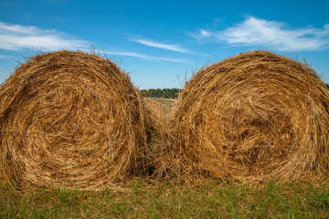 Hayfield. Hay harvesting Sunny autumn landscape. rolls of fresh dry hay in the fields. tractor collects mown grass. fields of yellow mown grass against a blue sky.