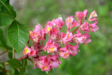 Inflorescence of a horse chestnut  meat - red (Aesculus ×carnea Zeyh.). Close up
