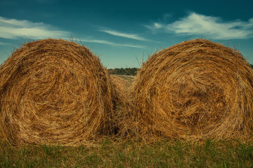 Hayfield. Hay harvesting Sunny autumn landscape. rolls of fresh dry hay in the fields. tractor collects mown grass. fields of yellow mown grass against a blue sky.
