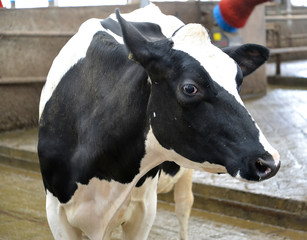 Portrait of a cow of the Portrait of a cow of the Holstein-Friesian breed in a farm