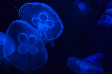 Jellyfish in the sea - Singapore Aquarium