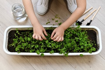 The child with two hands explores the harvest of greenery.