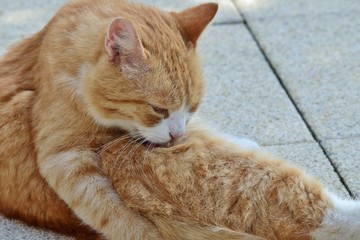"Garfield" bei der Fellreinigung