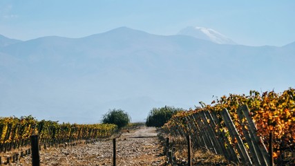 Fototapeta premium 2