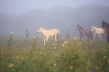 Obraz na płótnie Canvas horses on meadow