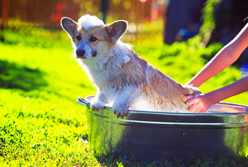 funny red puppy with foam on his head carefully wash the hands of the hostess in a large metal trough in the village in the grass on a Sunny warm day