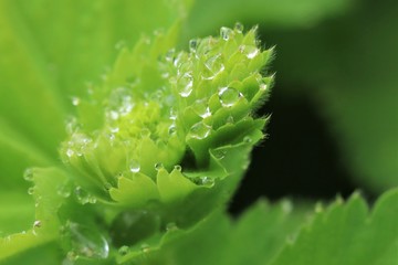 Fototapeta na wymiar Grünes Blatt, grüne Knospe vor grünem Hintergrund mit Regentropfen