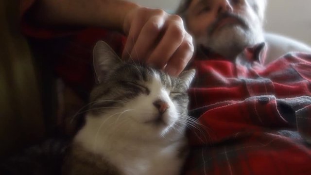  	cat and man friendship on the couch