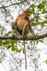 Naklejka premium Orang Blanda, ape with a long nose, Taman Negara Bako