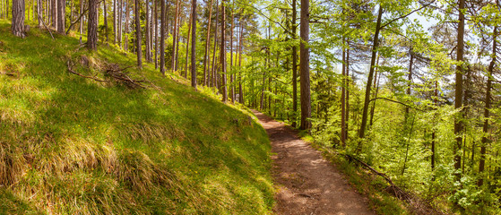 Fototapeta premium Waldweg Panorama. Panorama forest path.
