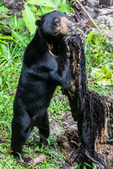 maleisi&euml;, orang oetan wildlife center, sarawak, borneo