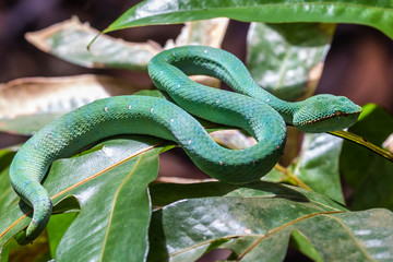 Taman Negara Santubong, Sarawak, Borneo