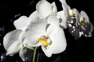 Naklejka na ściany i meble White beautiful orchid on around black background