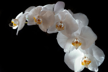 White beautiful orchid on around black background with freely space
