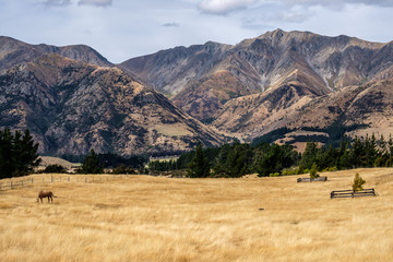 Tranquil landscape of New Zealand with a grazing horse