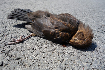 Dead bird lying on the road