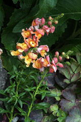 Großes Löwenmaul (Antirrhinum majus) - Blütenstand