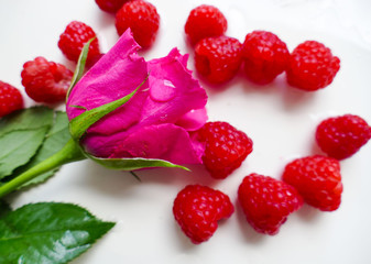 Fresh red raspberry fruit and pink rose 