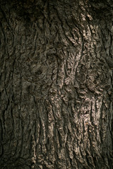texture of a tree