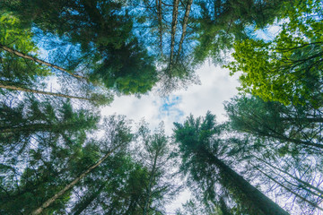 Looking up at blue sky through trees in a dense green forest in the Peak District, UK