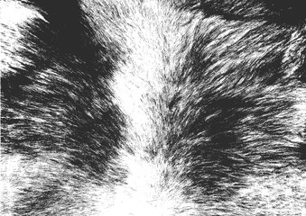 Vector illustration with wild animal fur texture. Black and white distress grunge background.