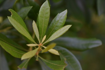 Green Tree Leaves