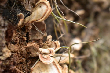 Tree stumps and firewood.
