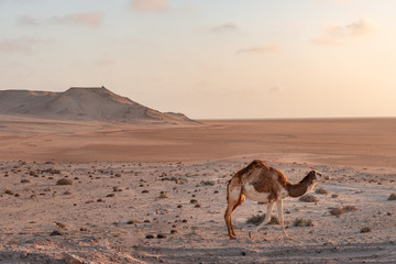 a camel in the middle to desert in Sahara, Morocco