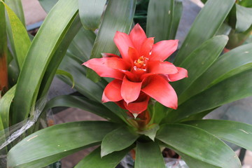 Bromélia flor tropical