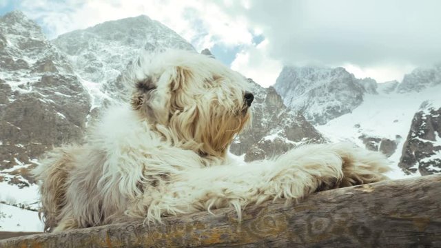 Polish Lowland Sheepdog PON in the mountains. Tatra mountains, Dolina Zeleneho plesa, Maly Kezmarsky stit