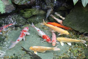 Carpas coloridas no lago