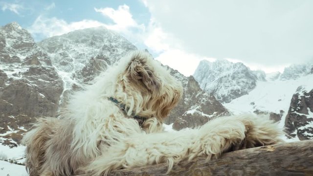 Polish Lowland Sheepdog PON in the mountains. Tatra mountains, Dolina Zeleneho plesa, Maly Kezmarsky stit
