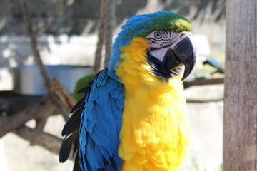 arara 